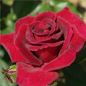 50-150 cm - Ruža - Royal Velvet™ - 